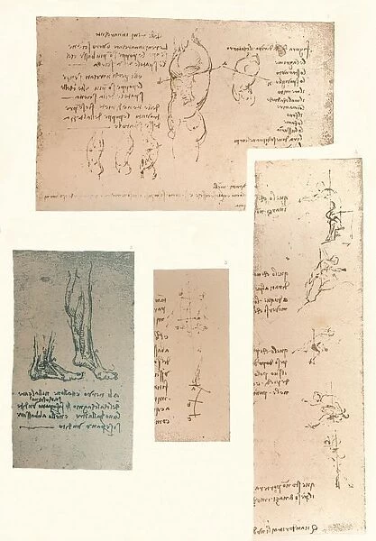Four drawings illustrating the theory of the movements of the human figure, c1472-c1519 (1883). Artist: Leonardo da Vinci