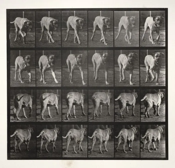 Framed Print : Dread Trotting, 1887. Creator: Eadweard J Framed Print : Dread Trotting, 1887. Creator: Eadweard J