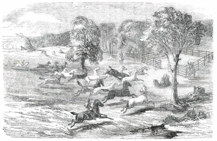Framed Print : Driving Horses to the Stock-Yard, 1850. Creator: Unknown Framed Print : Driving Horses to the Stock-Yard, 1850. Creator: Unknown