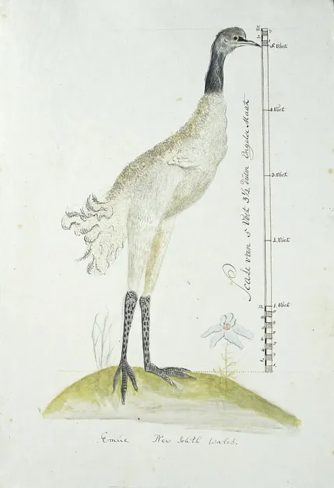 Framed Print : Dromaius novaehollandiae (Emu), 1770-1780. Creator: George Raper Framed Print : Dromaius novaehollandiae (Emu), 1770-1780. Creator: George Raper
