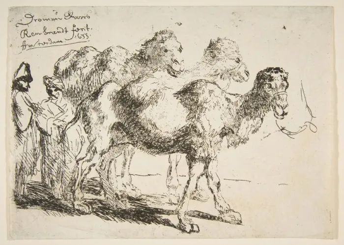 Framed Print : Three Dromedaries. n. d. Creator: Unknown Framed Print : Three Dromedaries. n. d. Creator: Unknown
