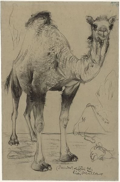 Dromedary, 1894. Creator: Richard Müller (Austrian, 1874-1930)