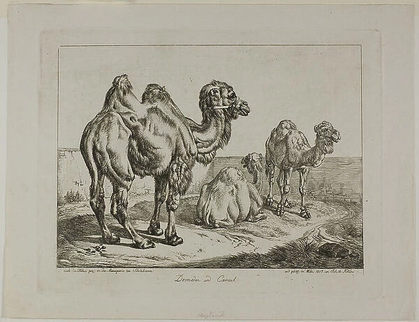 Dromedary and Camel, 1817. Creator: Johann Adam Klein
