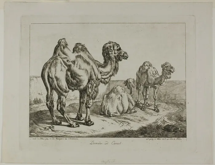 Framed Print : Dromedary and Camel, 1817. Creator: Johann Adam Klein Framed Print : Dromedary and Camel, 1817. Creator: Johann Adam Klein