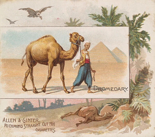 Dromedary, from Quadrupeds series (N41) for Allen & Ginter Cigarettes, 1890