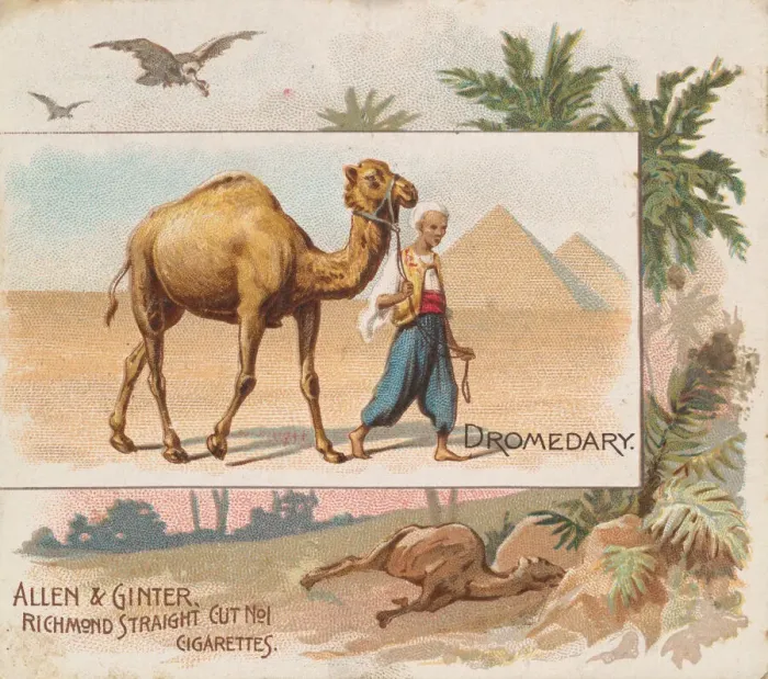 Framed Print : Dromedary, from Quadrupeds series (N41) for Allen & Ginter Cigarettes, 1890 Framed Print : Dromedary, from Quadrupeds series (N41) for Allen & Ginter Cigarettes, 1890