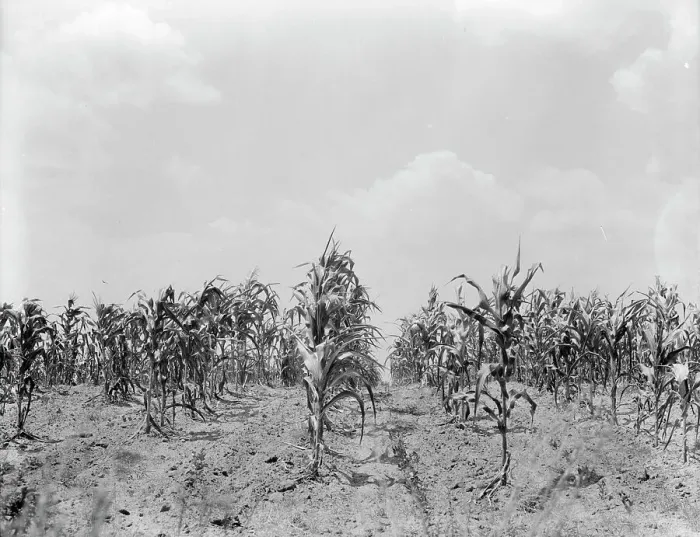 Framed Print : Drought corn, Central Georgia, 1936. Creator: Dorothea Lange Framed Print : Drought corn, Central Georgia, 1936. Creator: Dorothea Lange