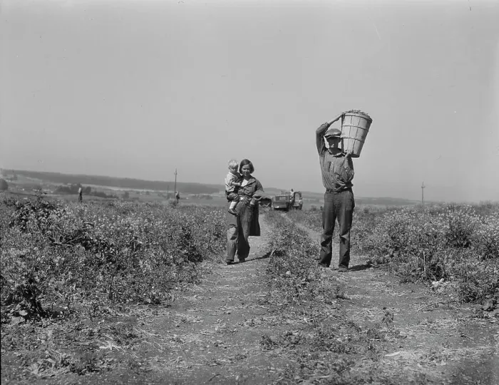 Framed Print : Drought refugees from Oklahoma at work in the pea fields near Nipomo, California, 1937. Creator: Dorothea Lange Framed Print : Drought refugees from Oklahoma at work in the pea fields near Nipomo, California, 1937. Creator: Dorothea Lange