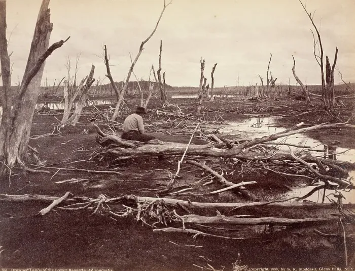 Framed Print : Drowned Lands Of The Raquette Lake, Printed 1888. Creator: Seneca Ray Stoddard