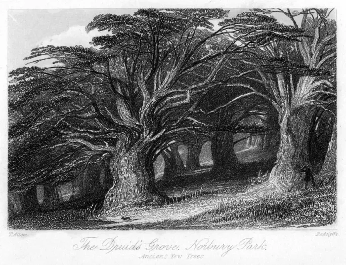 Framed Print : The Druids Grove, Norbury Park, Surrey, 19th century. Artist: Thomas Allom Framed Print : The Druids Grove, Norbury Park, Surrey, 19th century. Artist: Thomas Allom