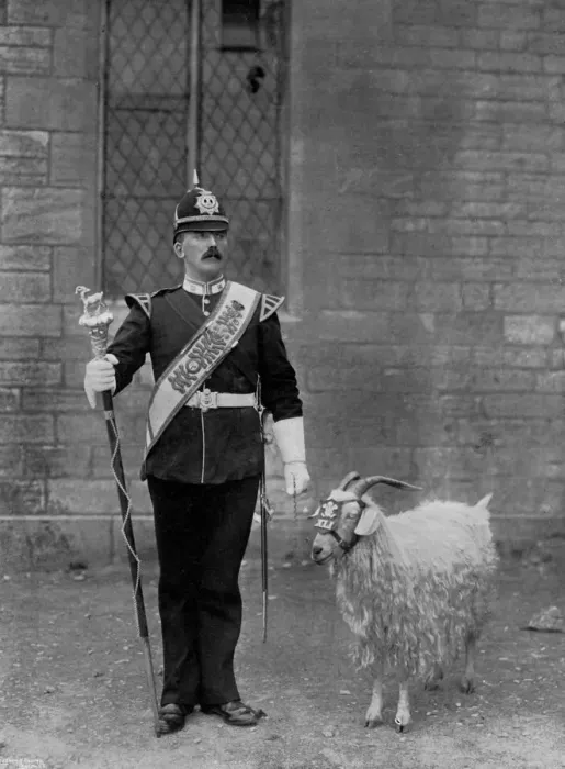 Framed Print : The Drum Major and goat of the 1st Battalion the Welch Regiment, 1896. Artist: WM Crockett Framed Print : The Drum Major and goat of the 1st Battalion the Welch Regiment, 1896. Artist: WM Crockett