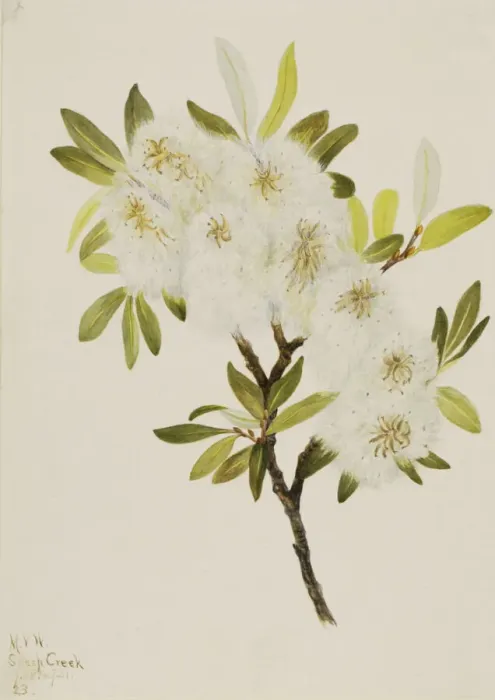 Framed Print : Drummond Willow (Salix drummondiana), 1921. Creator: Mary Vaux Walcott Framed Print : Drummond Willow (Salix drummondiana), 1921. Creator: Mary Vaux Walcott