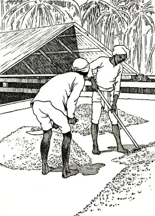 Framed Print : Drying the Cocoa, 1912. Artist: Charles Robinson Framed Print : Drying the Cocoa, 1912. Artist: Charles Robinson