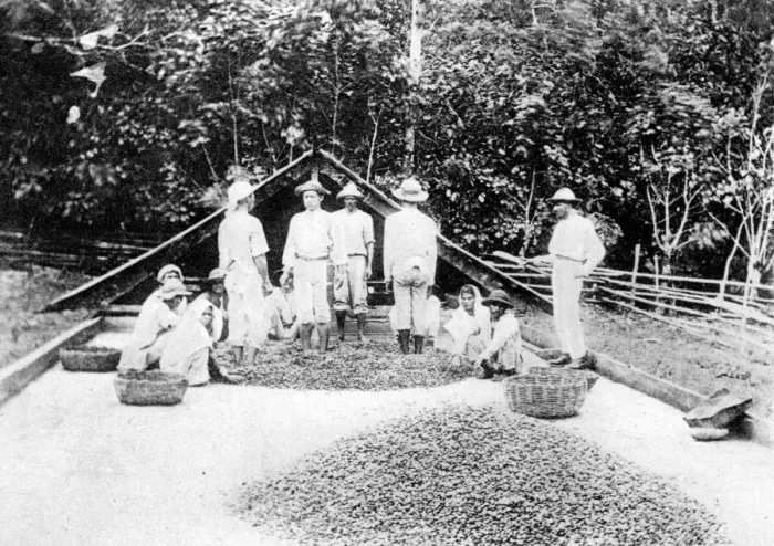 Framed Print : Drying cocoa, Trinidad, c1900s Framed Print : Drying cocoa, Trinidad, c1900s