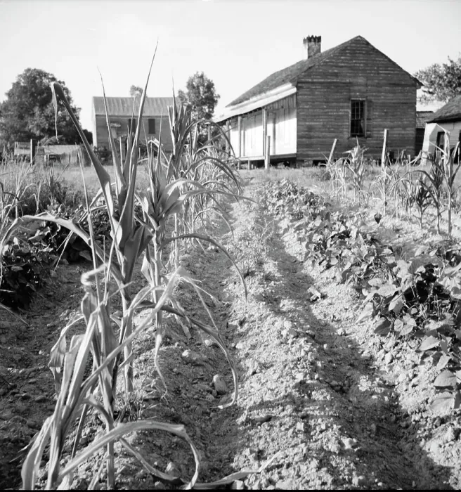Framed Print : Drying up corn, Near Eutaw, Alabama, 1936. Creator: Dorothea Lange
