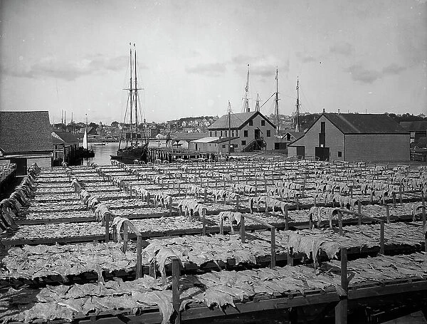 Drying fish, Gloucester, Mass. c1906. Creator: Unknown