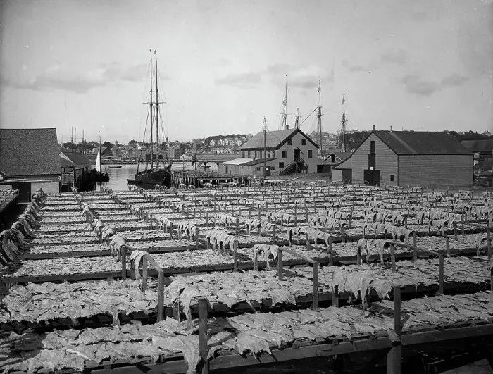 Framed Print : Drying fish, Gloucester, Mass. c1906. Creator: Unknown
