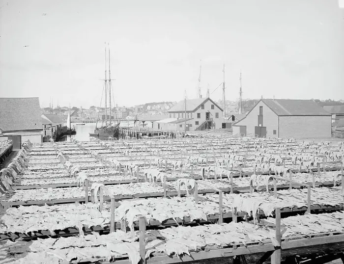 Framed Print : Drying fish, Gloucester, Mass. c1906. Creator: Unknown Framed Print : Drying fish, Gloucester, Mass. c1906. Creator: Unknown
