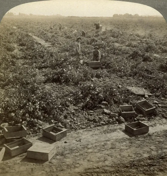 Framed Print : Drying raisins, Fresno, San Joaquin Valley, California, USA. Artist: Underwood & Underwood Framed Print : Drying raisins, Fresno, San Joaquin Valley, California, USA. Artist: Underwood & Underwood