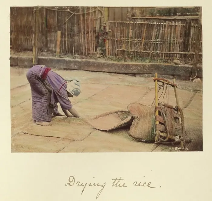 Framed Print : Drying the Rice, about 1873-1883. Creator: Shinichi Suzuki I Framed Print : Drying the Rice, about 1873-1883. Creator: Shinichi Suzuki I