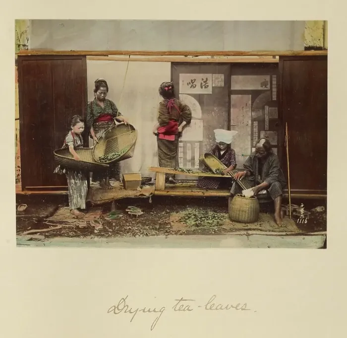 Framed Print : Drying Tea Leaves, about 1873-1883. Creator: Shinichi Suzuki I Framed Print : Drying Tea Leaves, about 1873-1883. Creator: Shinichi Suzuki I