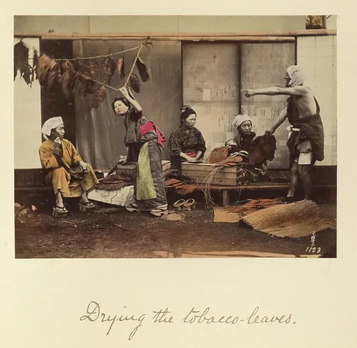 Framed Print : Drying the Tobacco Leaves, about 1873-1883. Creator: Shinichi Suzuki I Framed Print : Drying the Tobacco Leaves, about 1873-1883. Creator: Shinichi Suzuki I