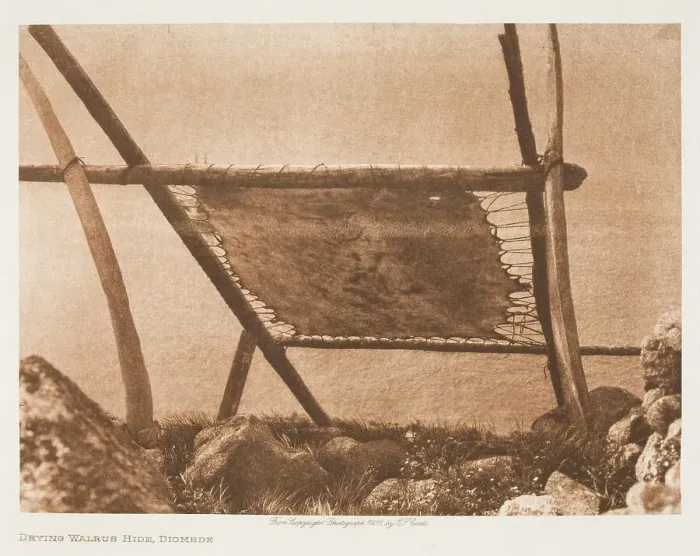 Framed Print : Drying Walrus Hide, 1928. Creator: Edward Sheriff Curtis Framed Print : Drying Walrus Hide, 1928. Creator: Edward Sheriff Curtis