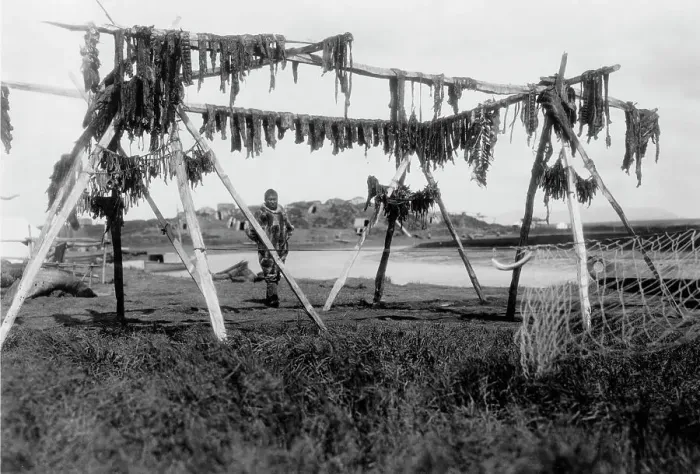 Framed Print : Drying whale meat-Hooper Bay, c1929. Creator: Edward Sheriff Curtis Framed Print : Drying whale meat-Hooper Bay, c1929. Creator: Edward Sheriff Curtis