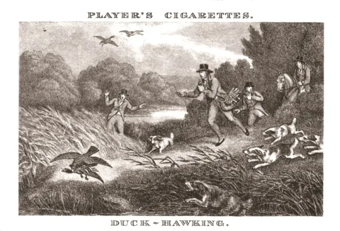 Framed Print : Duck-Hawking, (1924). Creator: Unknown Framed Print : Duck-Hawking, (1924). Creator: Unknown