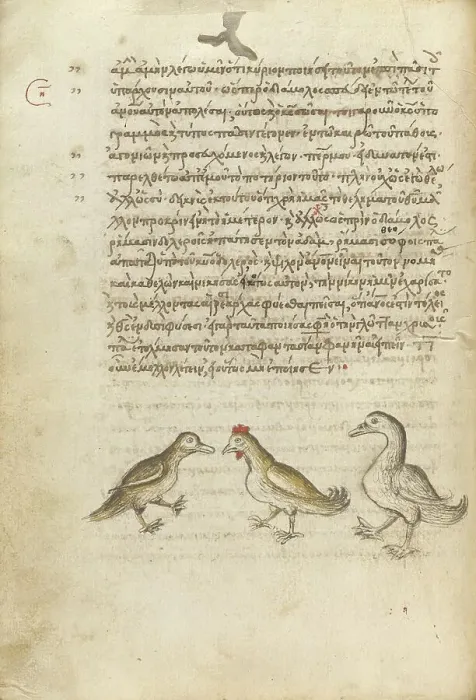Framed Print : A Duck, a Rooster, and a Goose; Miscellany: Physiologus: other texts, 1510-1520. Creator: Unknown Framed Print : A Duck, a Rooster, and a Goose; Miscellany: Physiologus: other texts, 1510-1520. Creator: Unknown