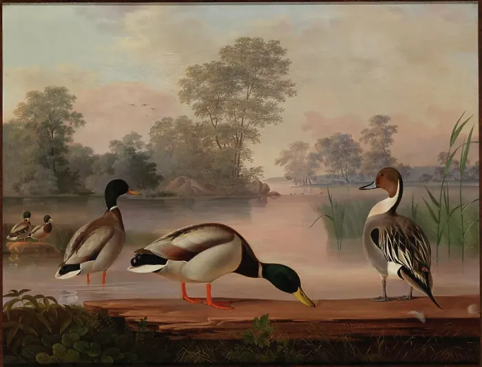 Framed Print : Ducks, 1853. Creator: Magnus von Wright Framed Print : Ducks, 1853. Creator: Magnus von Wright