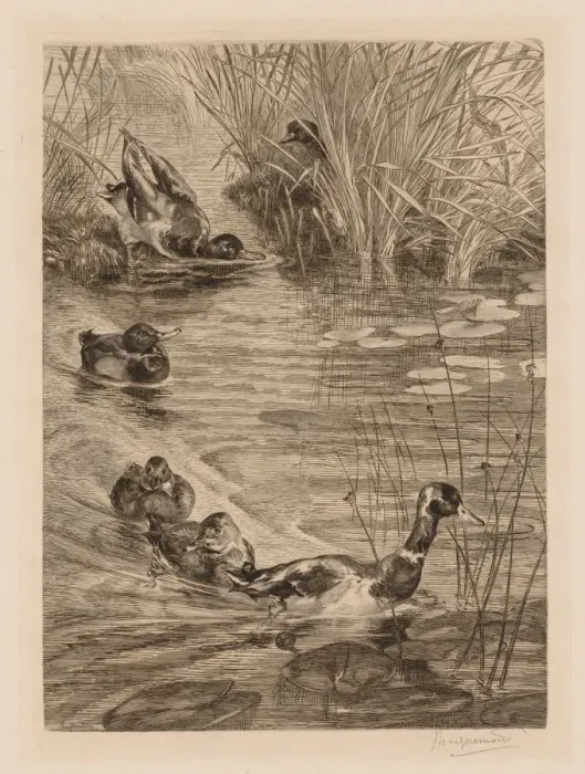 Framed Print : Ducks at play, c. 1870. Creator: Felix Bracquemond (French, 1833-1914) Framed Print : Ducks at play, c. 1870. Creator: Felix Bracquemond (French, 1833-1914)