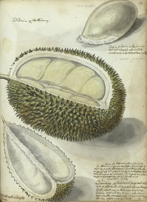 Framed Print : Durian, 1784. Creator: Jan Brandes Framed Print : Durian, 1784. Creator: Jan Brandes