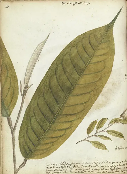 Framed Print : Durian leaf, 1785. Creator: Jan Brandes Framed Print : Durian leaf, 1785. Creator: Jan Brandes