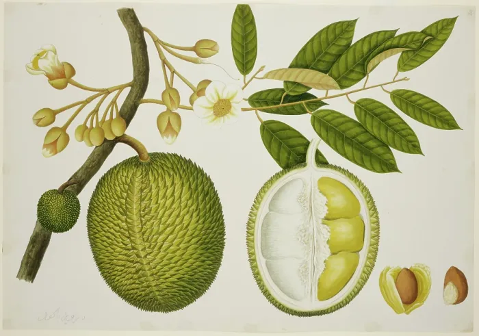 Framed Print : Durio Zibethinus (Bombacaceae), c1824. Creator: Unknown Framed Print : Durio Zibethinus (Bombacaceae), c1824. Creator: Unknown