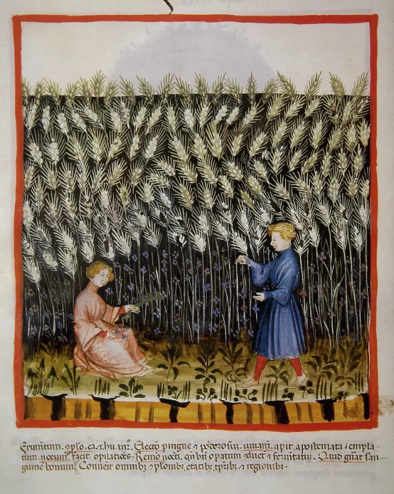 Framed Print : Durum wheat, 14th century. Creator: Unknown Framed Print : Durum wheat, 14th century. Creator: Unknown
