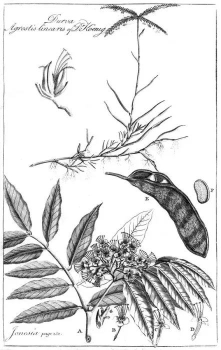 Framed Print : Durva Agrostis Linearis of Dr Koenig, 1799 Framed Print : Durva Agrostis Linearis of Dr Koenig, 1799