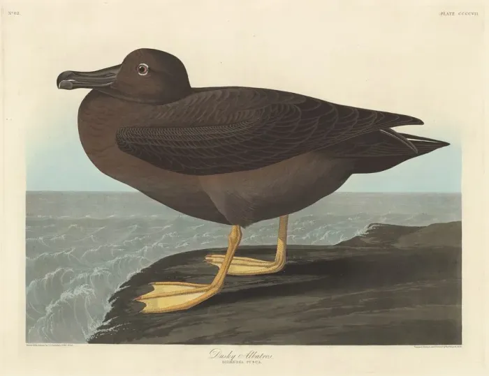 Framed Print : Dusky Albatros, 1838. Creator: Robert Havell Framed Print : Dusky Albatros, 1838. Creator: Robert Havell