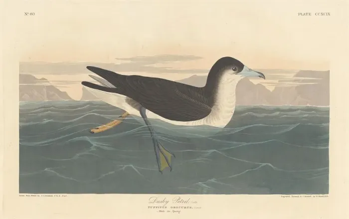 Framed Print : Dusky Petrel, 1836. Creator: Robert Havell Framed Print : Dusky Petrel, 1836. Creator: Robert Havell