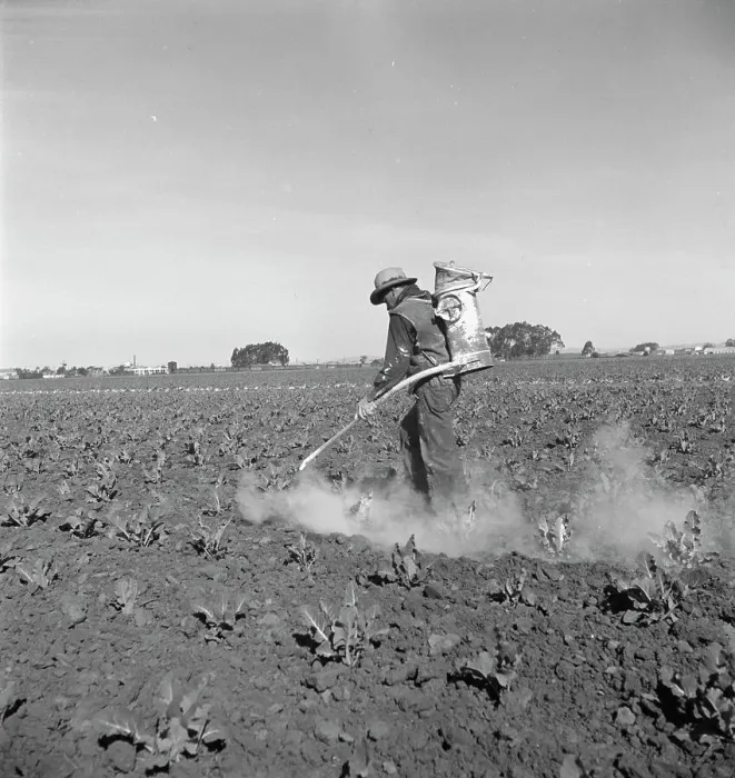 Framed Print : Dusting cauliflower plants near Santa Maria, California, 1937. Creator: Dorothea Lange Framed Print : Dusting cauliflower plants near Santa Maria, California, 1937. Creator: Dorothea Lange