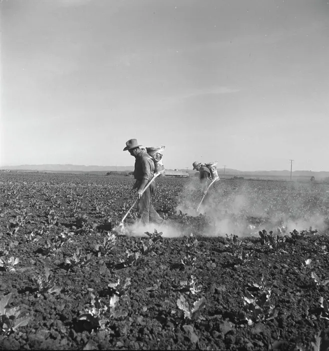 Framed Print : Dusting cauliflower plants near Santa Maria, California, 1937. Creator: Dorothea Lange