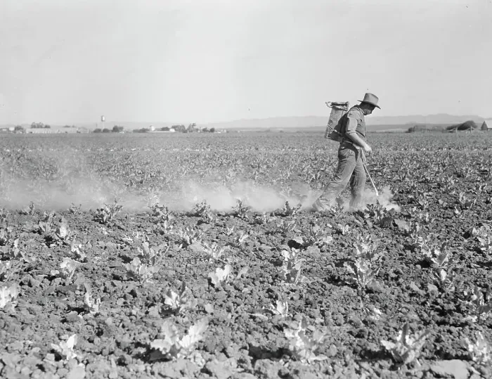 Framed Print : Dusting cauliflower plants near Santa Maria, California, 1937. Creator: Dorothea Lange Framed Print : Dusting cauliflower plants near Santa Maria, California, 1937. Creator: Dorothea Lange