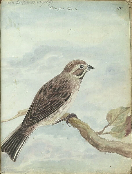 Dutch bird, (Fringilla), 1770-1787. Creator: Jan Brandes