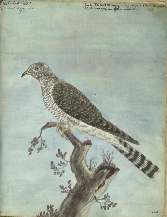 Framed Print : Dutch cuckoo, 1770-1787. Creator: Jan Brandes Framed Print : Dutch cuckoo, 1770-1787. Creator: Jan Brandes
