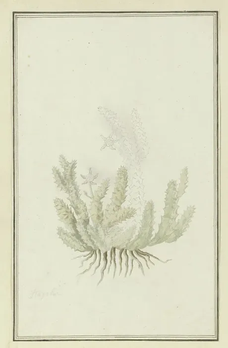 Framed Print : Duvalia caespitosa (Masson) Haw (Milkweed), 1777-1786. Creator: Robert Jacob Gordon