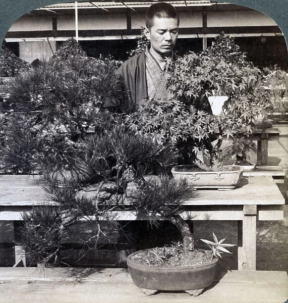 Dwarf pines and maples in Count Okumas greenhouse, Tokyo, Japan, 1904. Artist: Underwood & Underwood