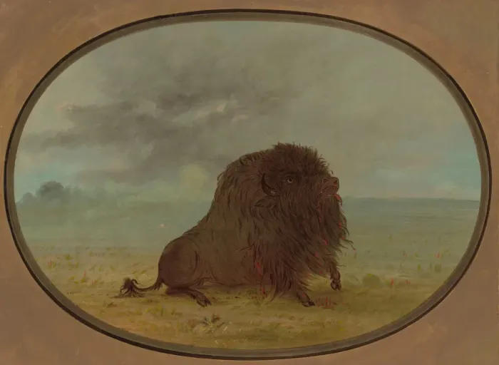 Framed Print : Dying Buffalo Bull, 1861 / 1869. Creator: George Catlin Framed Print : Dying Buffalo Bull, 1861 / 1869. Creator: George Catlin