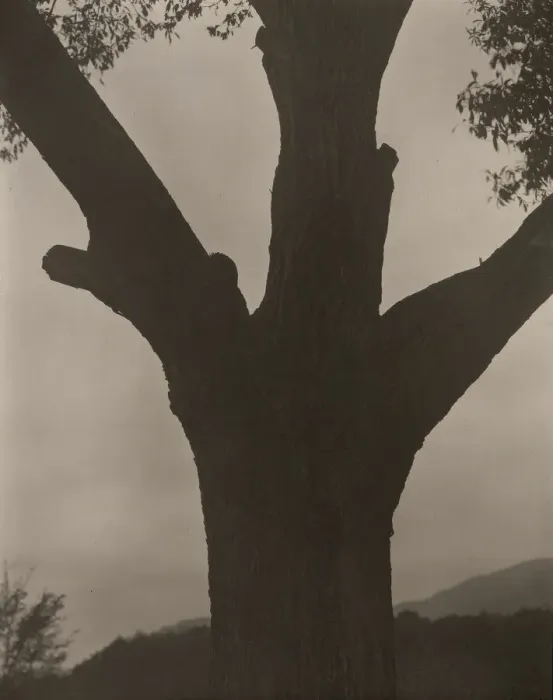 Framed Print : The Dying Chestnut, 1919. Creator: Alfred Stieglitz Framed Print : The Dying Chestnut, 1919. Creator: Alfred Stieglitz