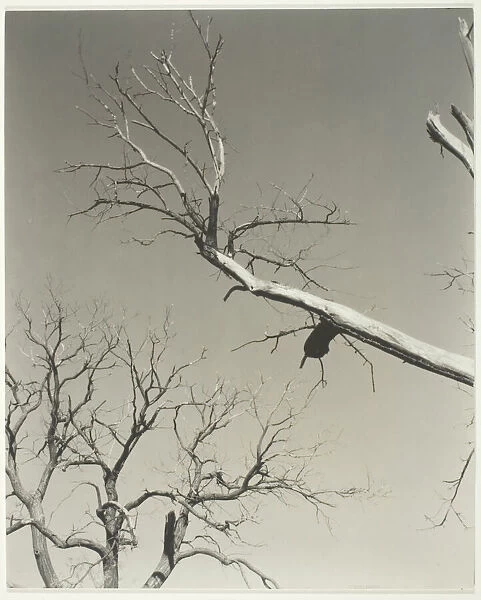 The Dying Chestnut Tree—My Teacher, 1927. Creator: Alfred Stieglitz