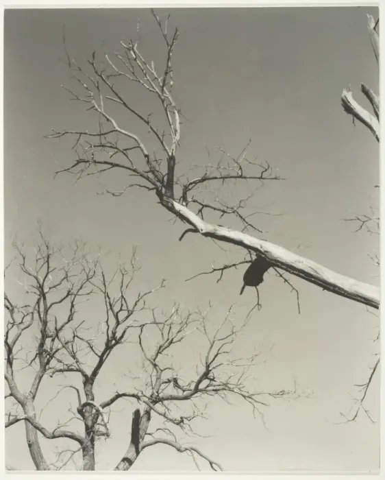 Framed Print : The Dying Chestnut Tree-My Teacher, 1927. Creator: Alfred Stieglitz Framed Print : The Dying Chestnut Tree-My Teacher, 1927. Creator: Alfred Stieglitz